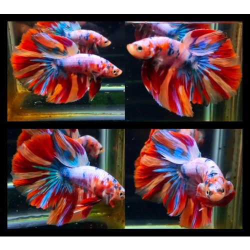 Nemo Multicolor