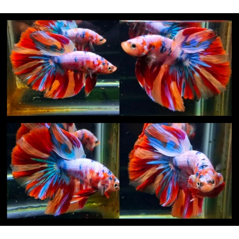 Nemo Multicolor