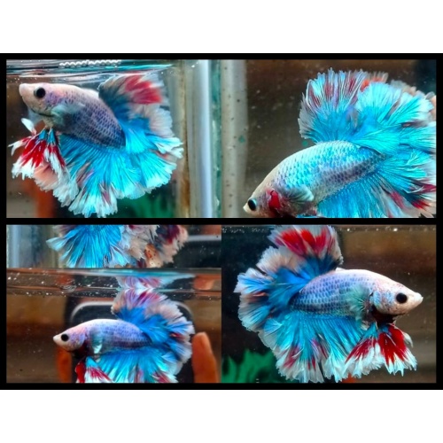 Grizle Rosetail