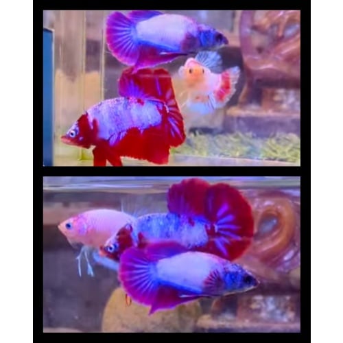 Pair Red Purple