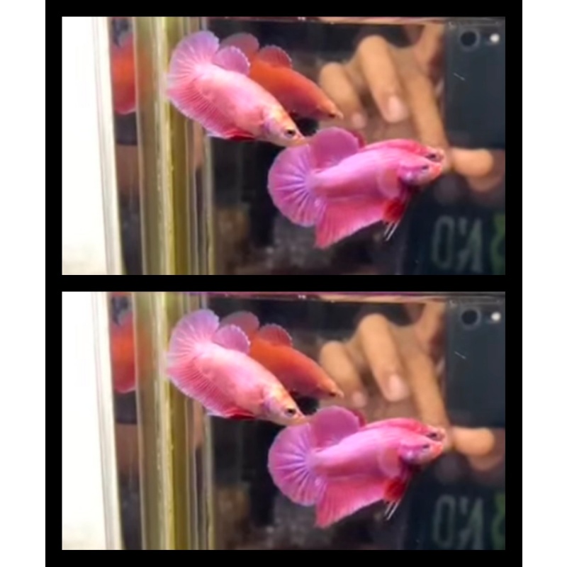 Pair Pink Aurora 2