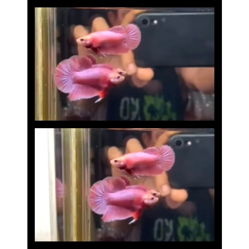 Pair Pink Aurora 1