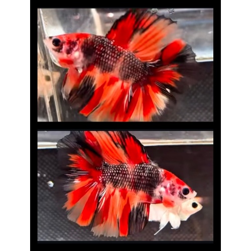 HMDT Nemo Metallic 1