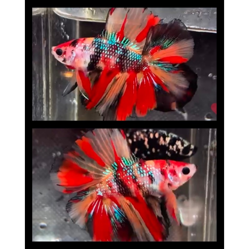 HMDT Nemo Metallic 2