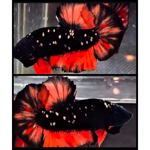 Avatar Nemo Fire