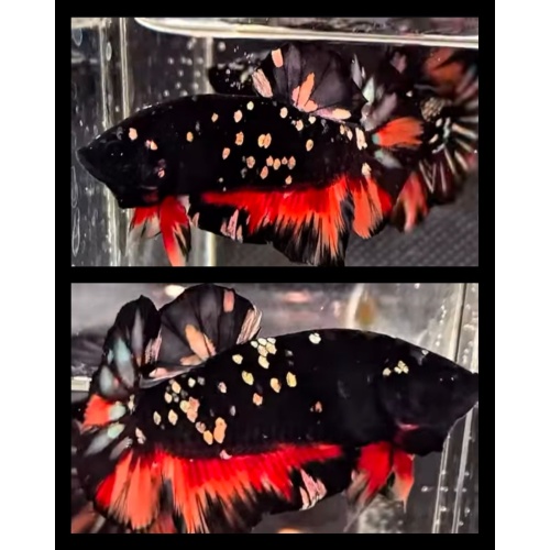 Avatar Variation