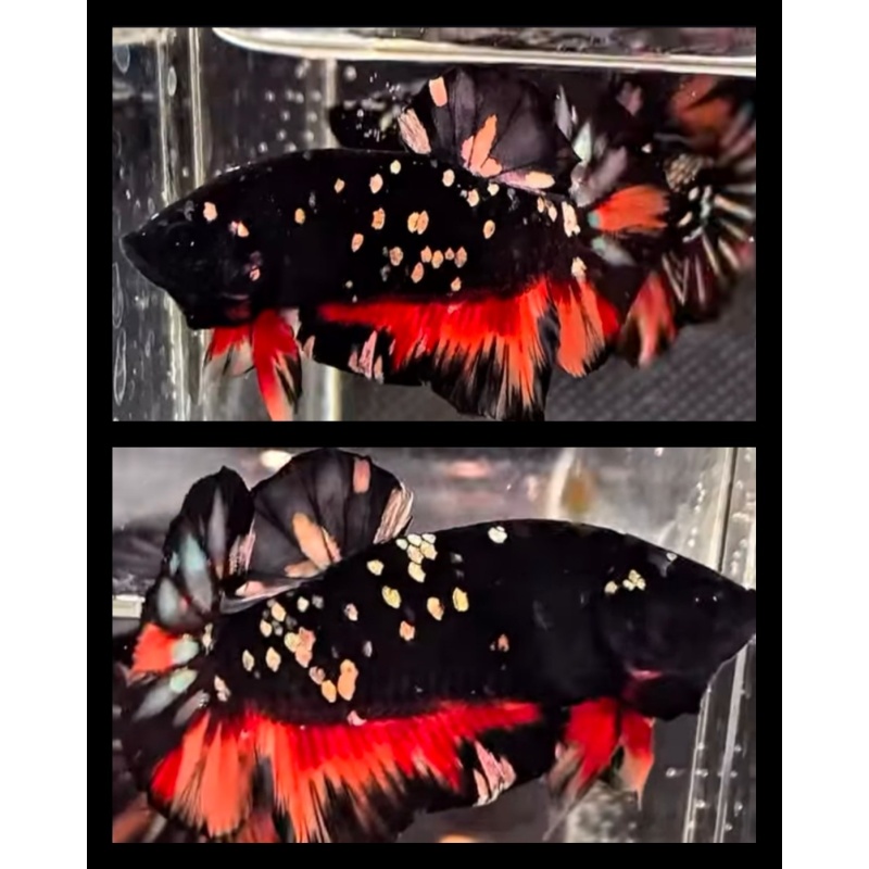 Avatar Variation