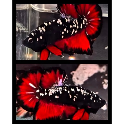 Vampire Glitter Black Banding
