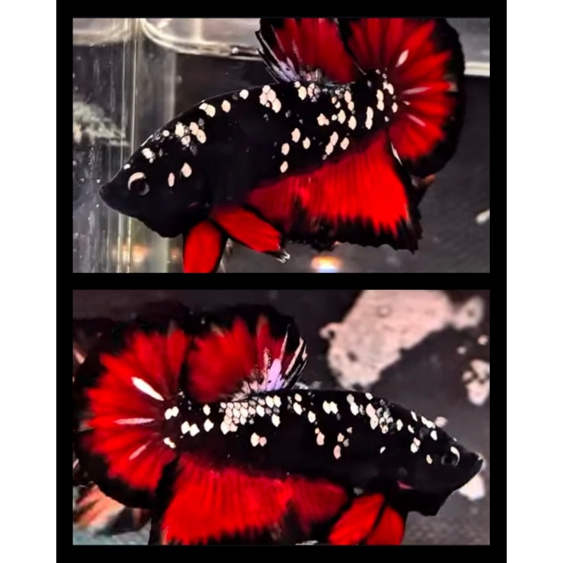 Vampire Glitter Black Banding