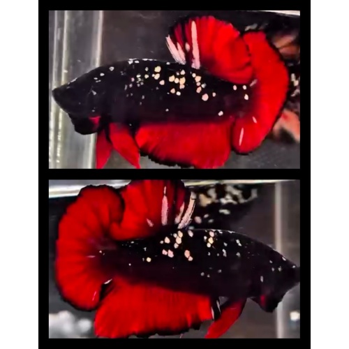 Vampire Glitter