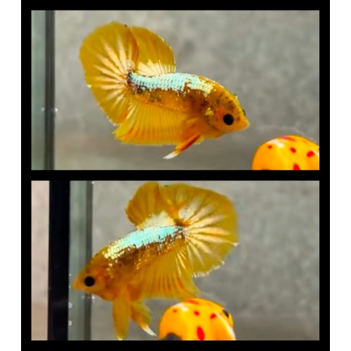 Yellow Fancy
