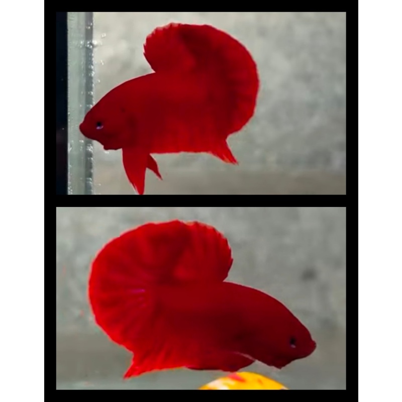 Super Red