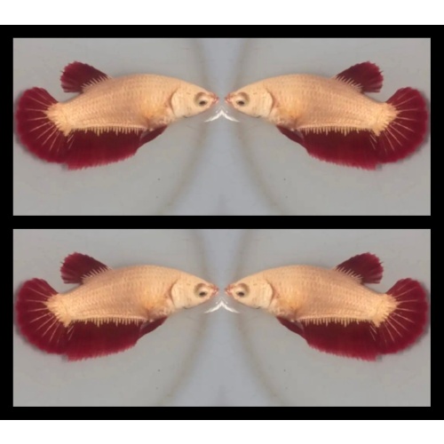 Female Red Dragon