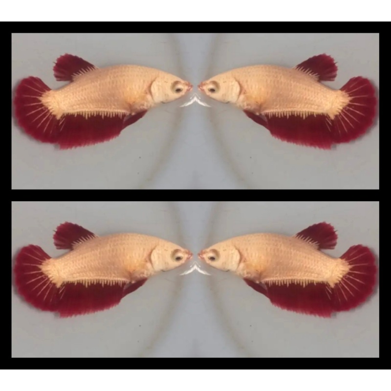 Female Red Dragon