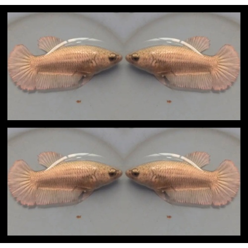 Female Copper