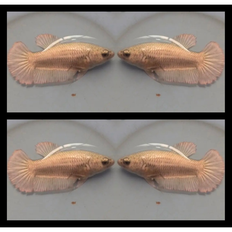 Female Copper