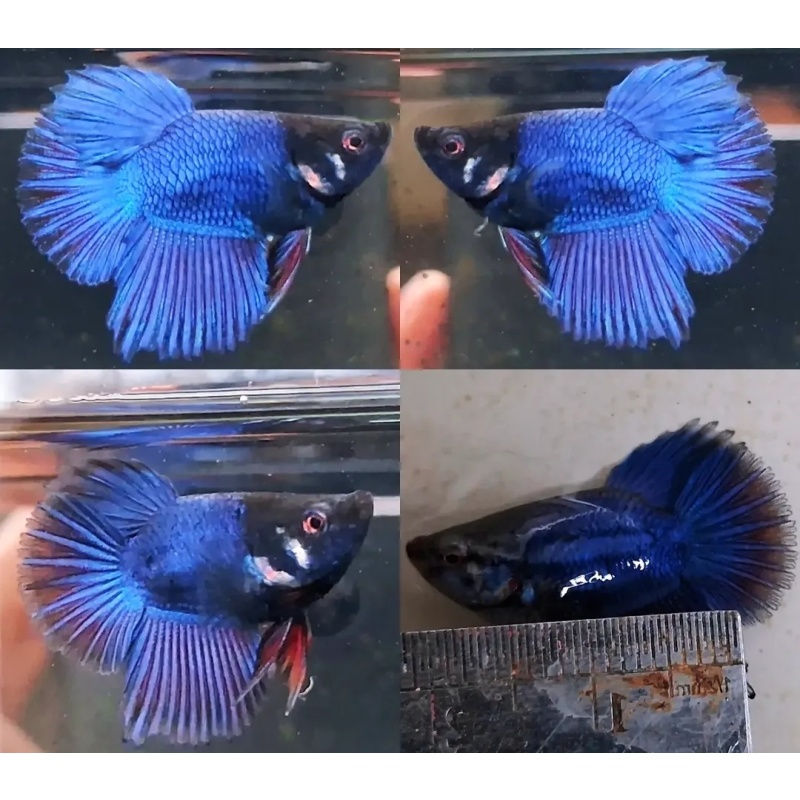 Unique Short Body Blue Black