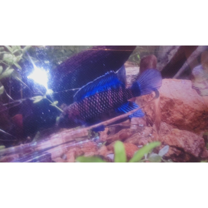 5  Blue Badis badis