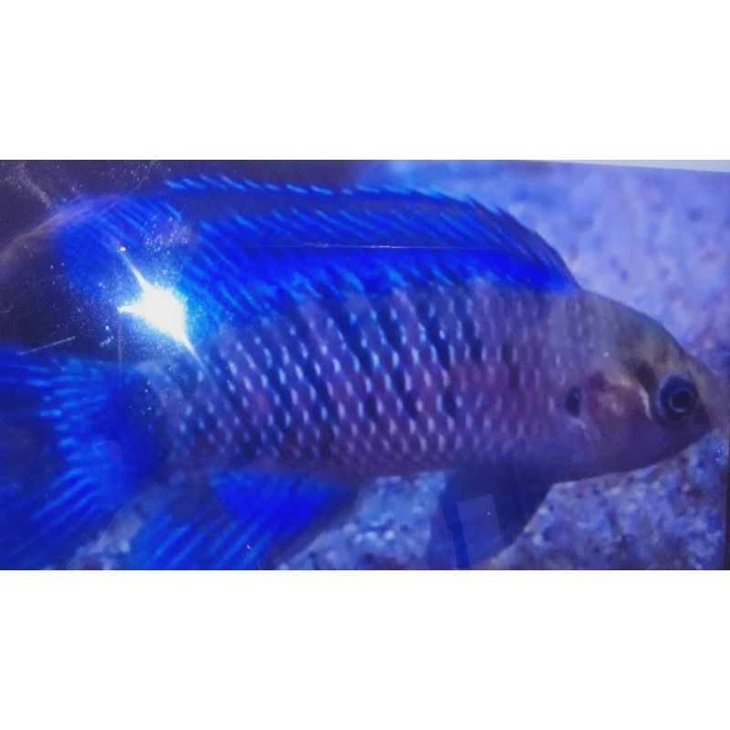 5  Blue Badis badis