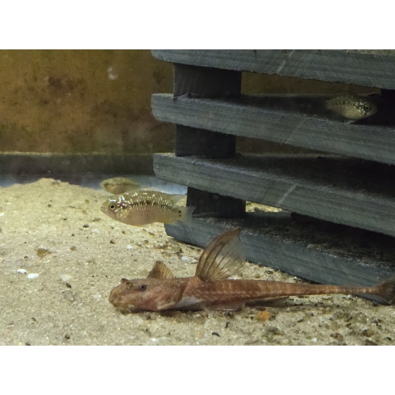 Ivanacara bimaculata pair