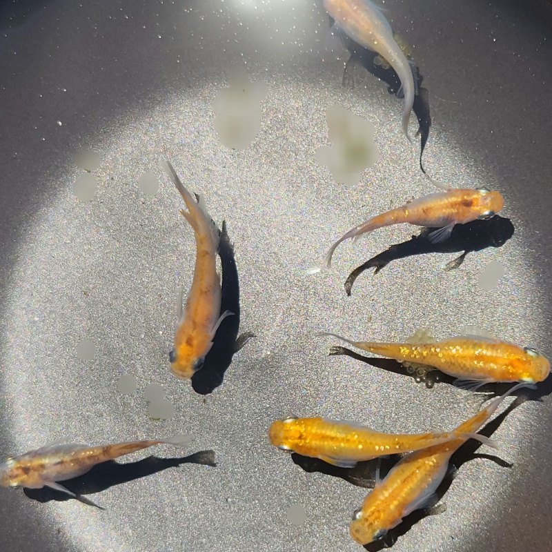Tricolor Glitter Lame Japanese Medaka Ricefish