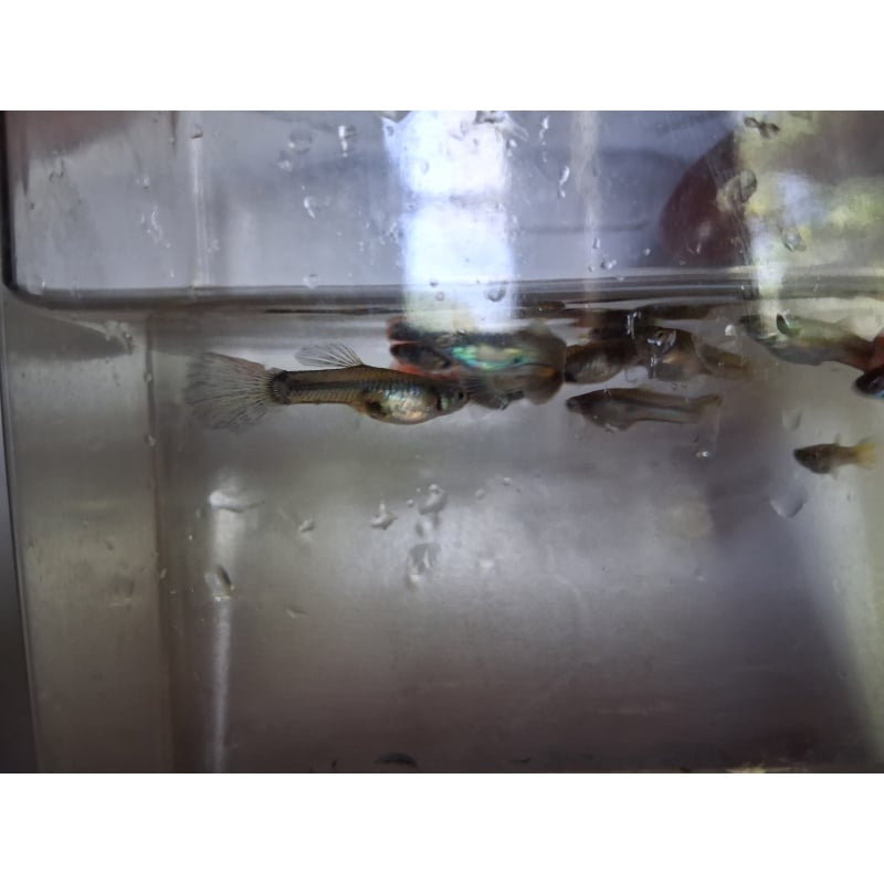 4x young blue tarzan guppies.