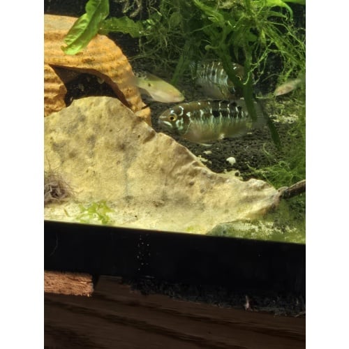 Ivanacara bimaculata pair