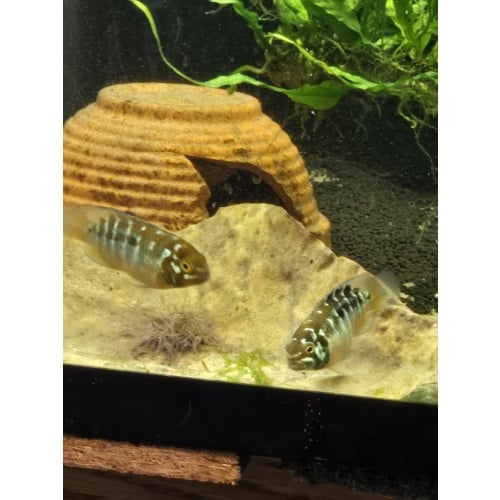 Ivanacara bimaculata