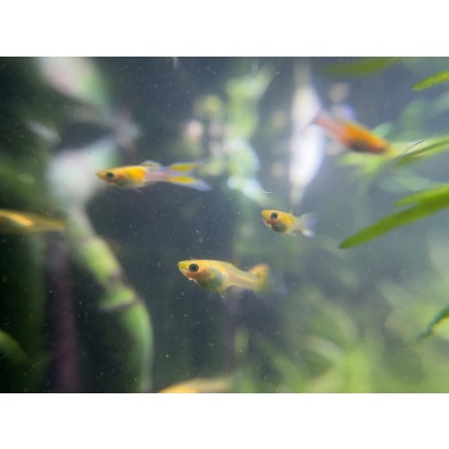 Japan Blue gold double sword tail guppy - trio