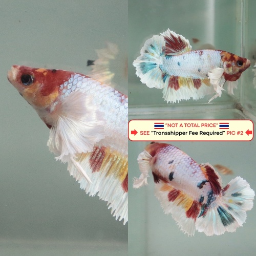 [Thailand] Candy Dumbo HM (Female)