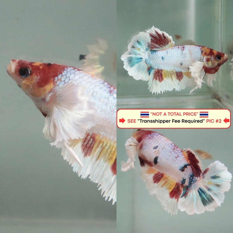 [Thailand] Candy Dumbo HM (Female)