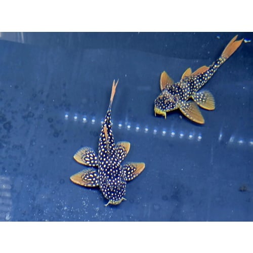 L014 Sunshine Plecos