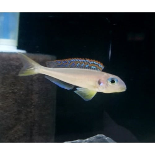 6 Xenotilapia flavipinnis kekese