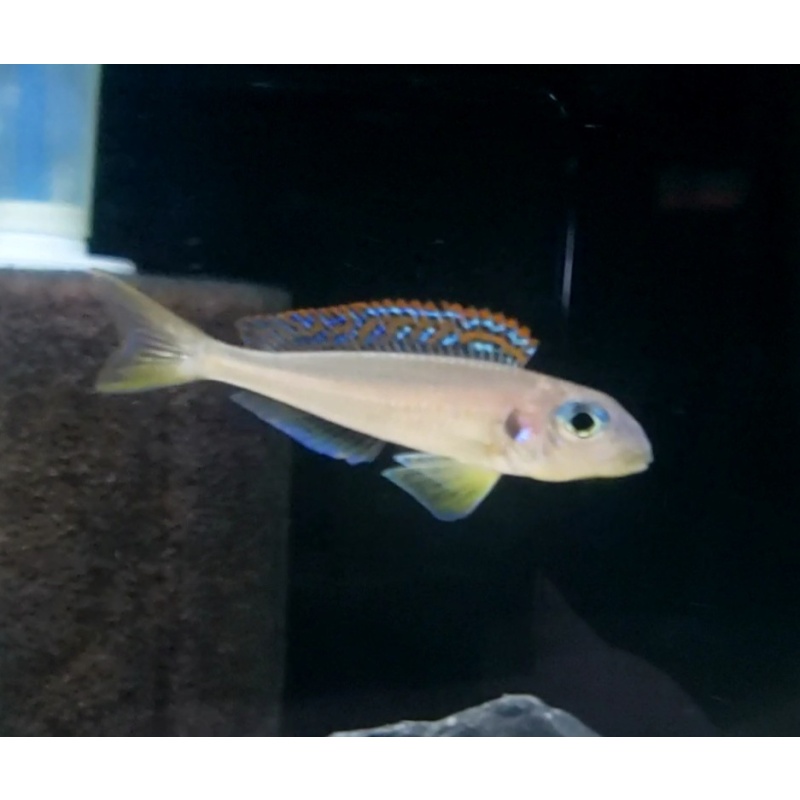 6 Xenotilapia flavipinnis kekese
