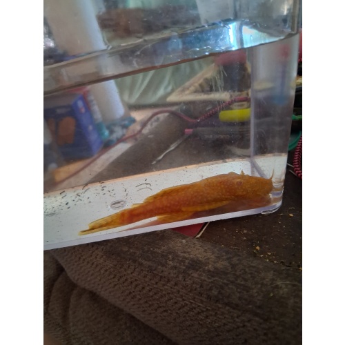 Albino/ red mix male bristlenose pleco