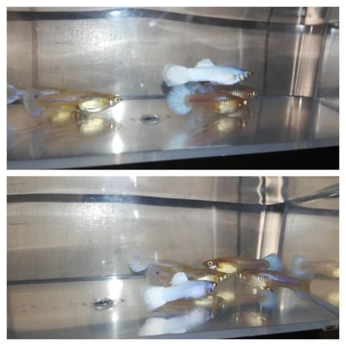 Platinum Snow White guppy trio!
