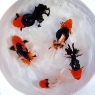 Goldfish Premium Thai Oranda Tri-Color