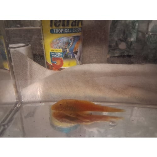 Super red 2- 2.5 inch female