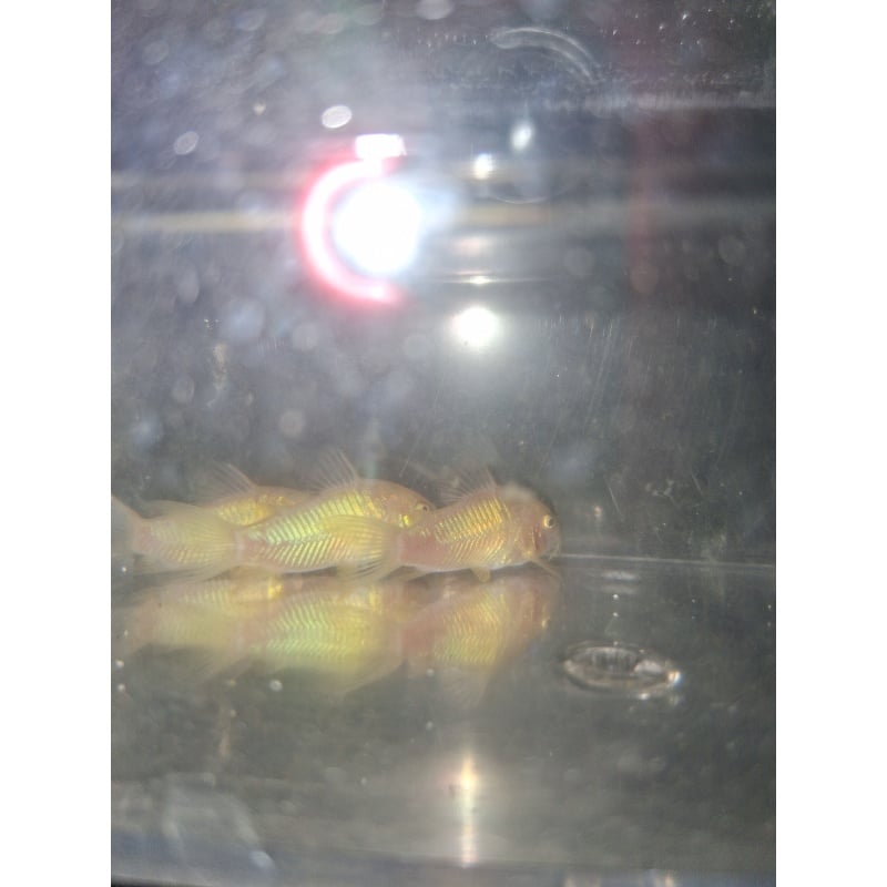 6 pack young bronze cories
