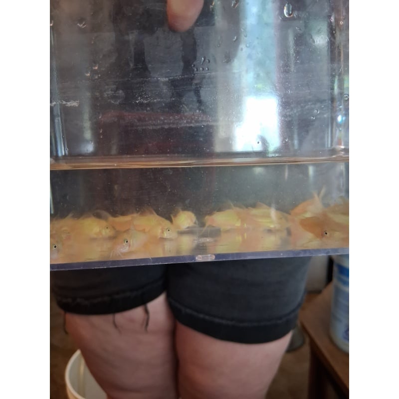 6 pack young bronze cories