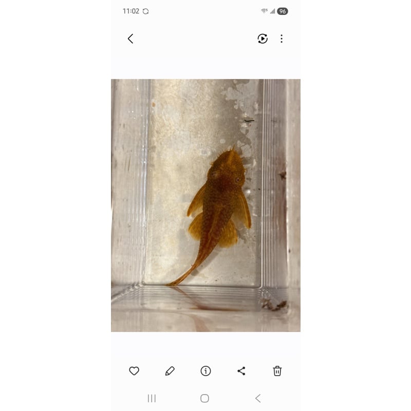 Albino/ red mix male bristlenose pleco