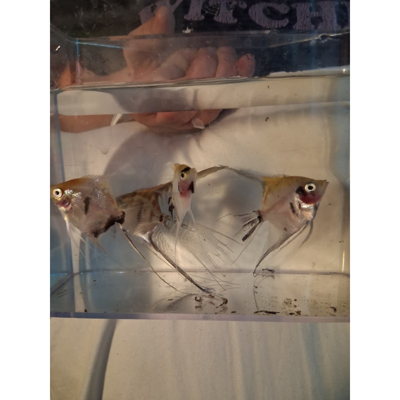 1x Angel Fish unsexed