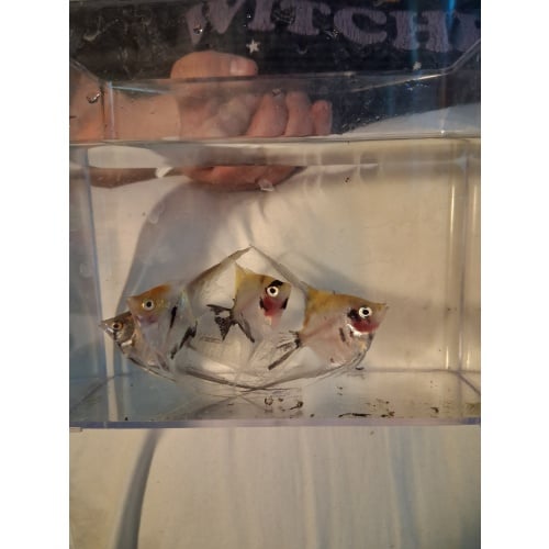 1x Angel Fish unsexed