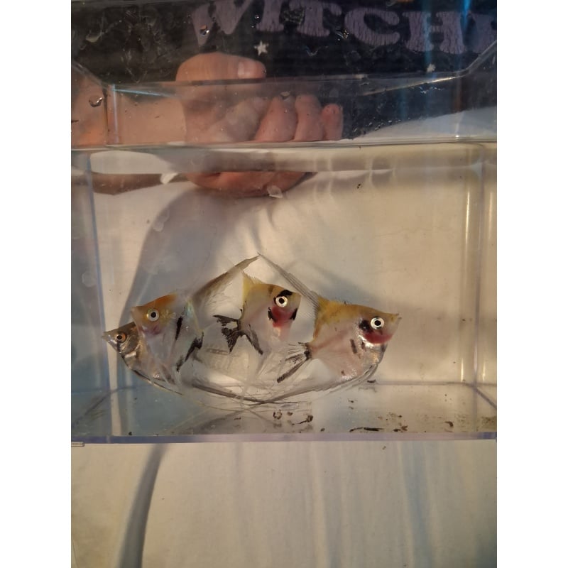 1x Angel Fish unsexed
