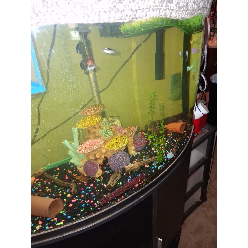 6 pack young bronze cories