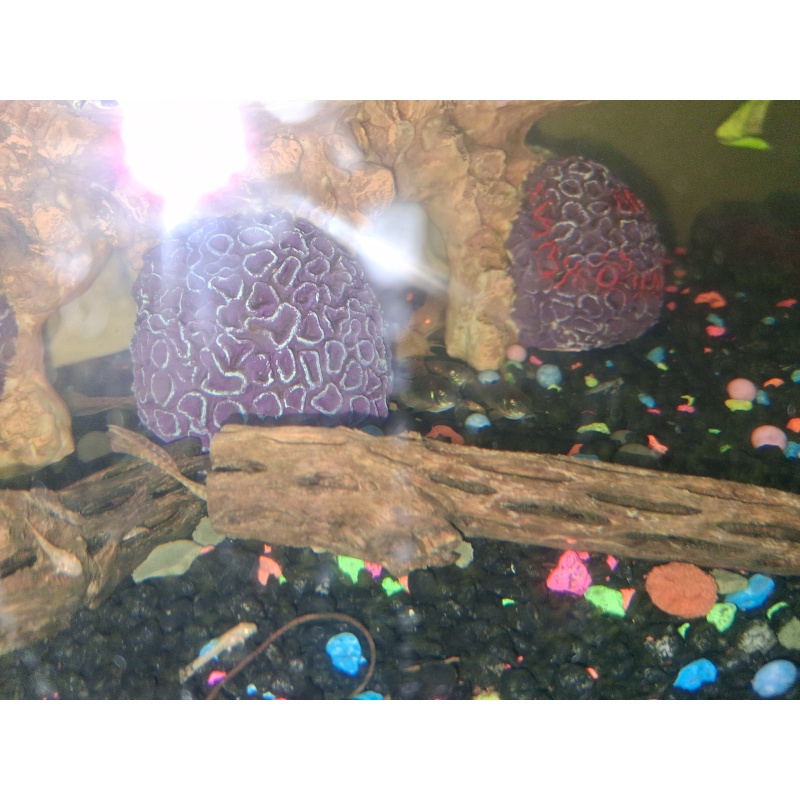 6 pack young bronze cories
