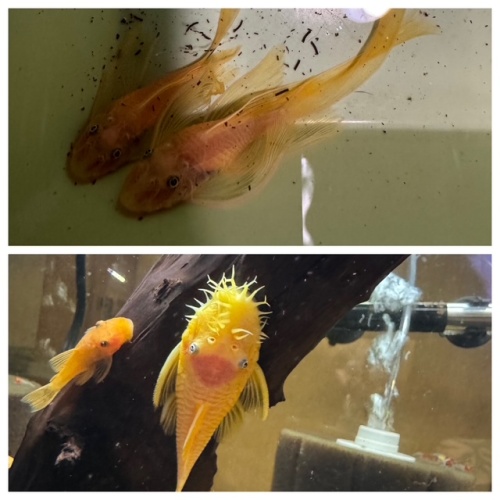 L144 Blue eye Long fin female and Short fin male pairs