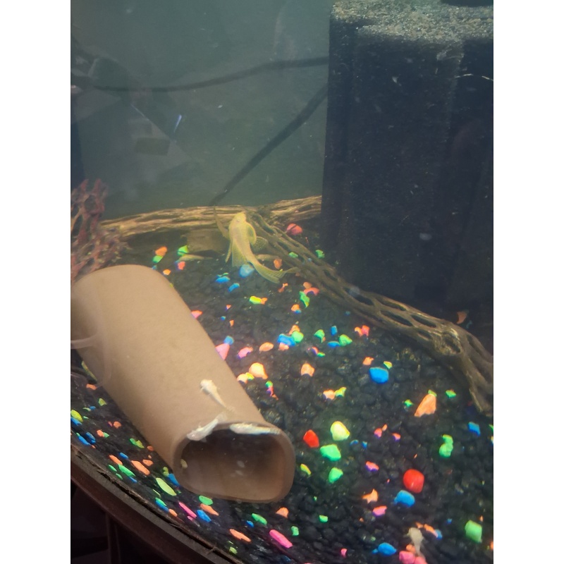 Young Albino longfin bristlenose pleco