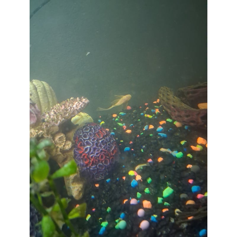 Young Albino longfin bristlenose pleco