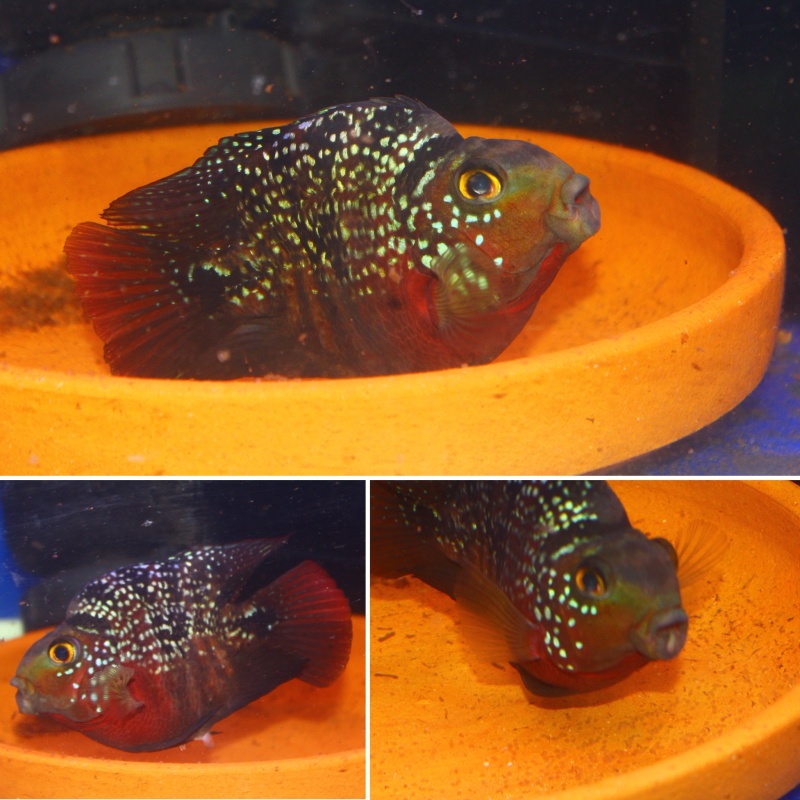 Proven female Crystal parrot eggs layers